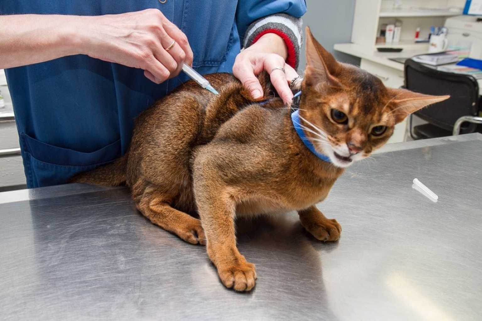 Где сделать прививку от бешенства собаке. Абиссинская кошка. Вакцинация кошек. Уколы животным. Прививка для кошек.